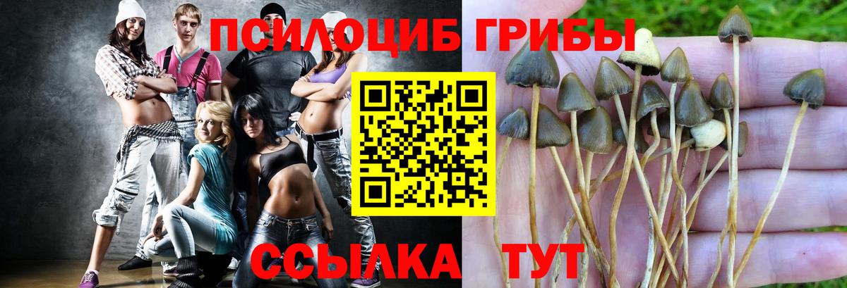 что такое наркотик  Вход с VPN  Галлюциногенные грибы Psilocybe  Березники  Галлюциногенные грибы Psilocybe 